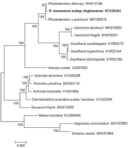 Figure 1. Maximum-likelihood phylogenetic tree for R. henanense subsp. lingbaoense based on 17 complete chloroplast genomes.