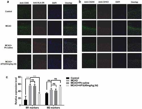 Figure 5. APS reverses the effect of MCAO on rat microglia M1/M2 polarization in vivo A&B: Immunofluorescence assay of M1/M2 markers in cortex of rats in control group, MCAO group, MCAO+normal saline group, MCAO+APS low-dose group or MCAO+APS high-dose group, indicated antibodies were added during immunofluorescence assay; C: Statistical analysis of the immunofluorescence assay. Data were representative of three independent experiments, and analyzed by unpaired t-test. The error bars indicate SD. *P < 0.05.