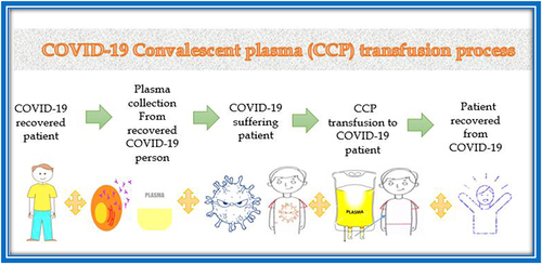 Figure 1 COVID-19 Convalescent plasma (CCP) transfusion process.