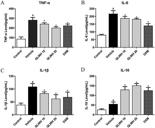 Figure 7. Effects of Qiangli Wuhu mixture on serum levels of inflammatory cytokines TNF-α, IL-1β, IL-6 and anti-inflammatory cytokines IL-10 in mice with LPS-induced pneumonia. #p< 0.05 compared with the control group, *p< 0.05 compared with the vehicle group.