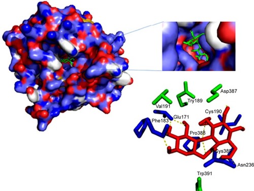 Figure 8 Representation of docked complex of Jacob with chitosan oligosaccharide and its hydrogen and hydrophobic interaction. Dotted yellow line depicts hydrogen bonding, hydrophobic residue is depicted in green, and chitosan is depicted in red color.