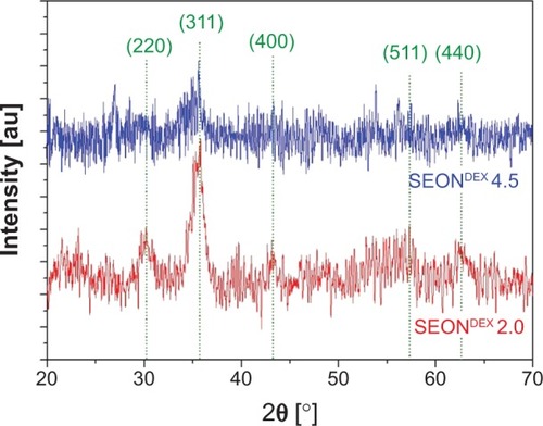 Figure 4 X-ray diffraction patterns of SEONDEX 2.0 and SEONDEX 4.5 exhibit typical peaks for the spinel structure of magnetite.Notes: The high noise is typical for nanocrystallites. However, it is observable that the crystallinity is reduced at higher dextran contents during coprecipitation.Abbreviations: SEONDEX, dextran-coated SPIONs; SPIONs, superparamagnetic iron oxide nanoparticles.