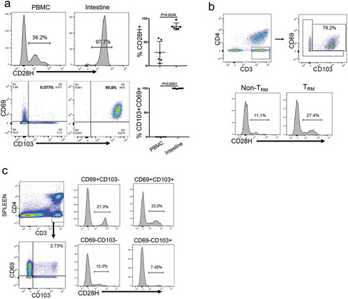 Figure 1. CD28H is highly expressed on human TRM cells. (a) Expressions of CD28H in CD8 + T cells from human peripheral blood and small intestine. Data shown are gated on CD3 + CD8 + cells. (b) CD28H expression in TRM cells from human lung. CD8 + T cells in human lung were further stained for CD69 and CD103 to identify TRM cells. The percentages of CD28H + T cells in the subsets of non-TRM (CD103-CD69+) and TRM (CD103 + CD69+) were indicated. (c) Expressions of CD69 and CD103 in CD8 + T cells from human spleen. The MFI of CD28H and the percentages of CD28H + in the subsets of CD103-CD69+, CD103 + CD69+, CD103 + CD69-, and CD103-CD69-.