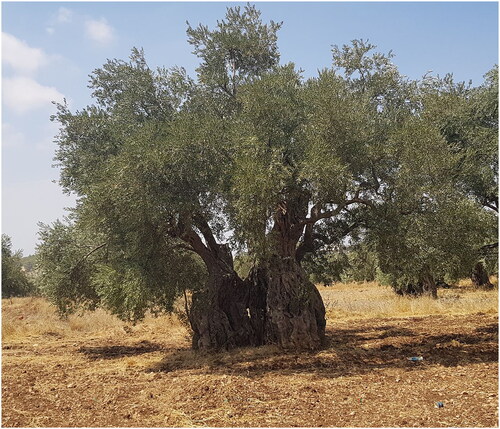 Figure 1. A reference image of the historic olive cultivar Mehras. Photo courtesy of Dr. Salam Ayoub.
