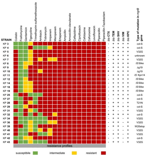 Figure 2 Antimicrobials resistance phenotypes and antimicrobial resistance genes profiles for 26 K. pneumoniae isolates.Abbreviations: col-S, colistin-sensitive; Δg19, deletion of guanine in position 19; V32G, Valine in position 32 is mutated in Glycine; T21N, Threonine in position 21 is mutated in Asparagine; W20stop, Tryptophan is mutated in stop codon; unknown, no mutation in mgrB gene.