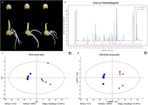 Figure 1. Seed germination and metabolic analysis through HPLC-MS/MS. (a) Phenotype of the un-germination seed (CK) and the germination seed (DX). (b) Typical ion chromatograms (TIC) of seed metabolomics at different developmental stages. The total ion flow chromatography is a continuous scanning of the component of the separation of the flow of the chromatographic spectrum, and the mass spectrometry is collected by the continuous scanning of the mass spectrum, and each scan is obtained by a mass spectrograph, which is added to all the ions in each mass spectrum, and obtains a total ionic flow intensity. And then the ion intensity is the column coordinate, the time is the horizontal coordinate, the draw is made. (c) Principal Component Score (PCA) analysis of metabolome sequencing results. The X-axis represents the first principle component (PC1), and the Y-axis represents the second principal component (PC2). PC1 explains 76.2% variance distinguishing genotypes from different time points, and PC2 explains 9.53% variance is distinguishing genotypes based on biological replications. (d) Orthogonal projections to latent structures- discriminant analysis (OPLS-DA) results and S-plot score. The X-axis represents the first principle component (PC1), and the Y-axis represents the second principal component (PC2). PC1 explains 72% variance distinguishing genotypes from different time points, and PC2 explains 9.45% variance is distinguishing genotypes based on biological replications.