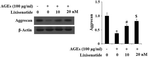 Figure 6. Lixisenatide ameliorates advanced glycation end products (AGEs)-induced degradation of aggrecan. Aggrecan was determined by western blot analysis (*, #, $, p < .01).