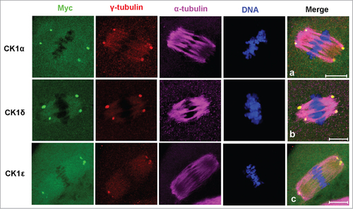 Figure 3. Co-localization of myc-CK1α (a), myc-CK1δ (b) and myc-CK1ε (c) with γ-tubulin at spindle poles. Oocytes were microinjected with myc-CK1α, myc-CK1δ or myc-CK1ε mRNA and cultured to MI or MII stages, then fixed and stained with anti-myc (green), anti-γ-tubulin (red) and anti-α-tubulin (purple) antibodies. DNA (blue) was counterstained with Hoechst 33342. Bar=10 μm.