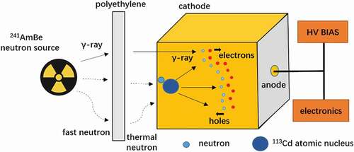 Figure 3. Schematic diagram of neutron detection process using quasi-hemispherical CdZnTe detector.