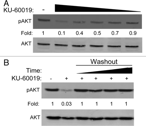 Figure 3 KU-60019 reversibly inhibits basal AKT phosphorylation in a dose-dependent manner. U1242 glioma cells were exposed to KU-60019 at (A) 3, 1, 0.6, 0.3 or 0.1 µM for 1 h and then collected for western blotting or (B) 3 µM for 1 h. Cells were then washed four times with fresh media and incubated for a further 1, 2, 3 or 4 h before collecting the cells for western blotting. Fold depicts phospho-protein levels normalized to β-actin levels.