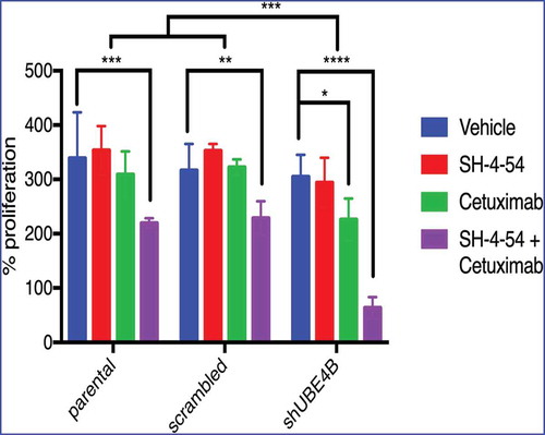 Figure 6. Depletion of UBE4B reveals an enhanced inhibitory effect of the combination of Cetuximab and SH-4-54 on the proliferation of SK-N-AS cells. SK-N-AS cells were treated with either vehicle, Cetuximab, SH-4-54, or Cetuximab+SH-4-54 and proliferation was assessed 72 hours following treatment initiation. Cetuximab (2μM) alone (green bars) significantly decreased proliferation only in cells that were depleted of UBE4B. Cetuximab did not significantly alter cell proliferation in parental cells or those infected with a lentivirus containing a scrambled shRNA (green bars). SH-4-54 did not alter SK-N-AS cell proliferation (red bars). Cetuximab inhibited SK-N-AS cell proliferation only when UBE4B was depleted (green bars). Treatment of SK-N-AS cells with a combination of Cetuximab and SH-4-54 significantly decreased proliferation in parental, scrambled, and UBE4B-depleted cells compared to cells treated with Cetuximab alone (purple bars). The antiproliferative effect of Cetuximab + SH-4-54 was significantly enhanced in UBE4B-depleted cells compared to parental cells or parental cells infected with lentivirus encoding a scrambled shRNA (purple bars, upper most comparison bar). All data points and the mean ± S.E.M. are displayed for each time point and reflect data collected from three independent trials. Comparisons were made using ANOVA with post hoc Dunnett multiple comparison test. * denotes p < .05, ** denotes p < .01, *** denotes p < .001.