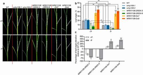 Figure 2. WRKY108 positively regulates leaf inclination. (A) Phenotype of wild type (WT), wrky108 mutants, WRKY108-SRDX and WRKY108 overexpression plants under +P and -P conditions. The 10-d-old seedlings (the third leaves were fully expanded) were transferred to +P (90 μM) and -P (0 μM) 1/2 Kimura B nutrient solution until the sixth leaves were fully expanded. The fourth leaves were used for observation. (B) Measurement of leaf angle of WT, wrky108 mutants, WRKY108-SRDX and WRKY108 overexpression plants under +P and -P conditions. The fourth leaves were used for measurement. Error bars mean SE (n = 10). Data significantly different from the corresponding controls are indicated (WRKY108-SRDX plants and WRKY108 overexpressors versus WT: *P<.05, **P<.01; Student’s t-test. -P plants versus +P plants: ##P< .01, n.s., not significant; Student’s t-test.). (C) Quantification of the leaf angle alteration of WRKY108-SRDX plants and WRKY108 overexpressors under +P and – P conditions.value=leafangleofSRDXplantsoroverexpressors−theaveragevalueofleafangleofWTtheaveragevalueofleafangleofWT ×100%. A negative value means a decrease of leaf angle, and a positive value means an increase of leaf angle. Error bars mean SE (n = 10). Data significantly different from the corresponding controls are indicated (*P <.05, **P <.01; Student’s t-test)