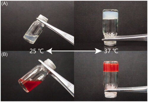 Figure 5 Blank Lip-Gel (a) and DOX-Lip-Gel (b) were in a sol state at room temperature (25 °C) and transformed into the solid gel at 37 °C.