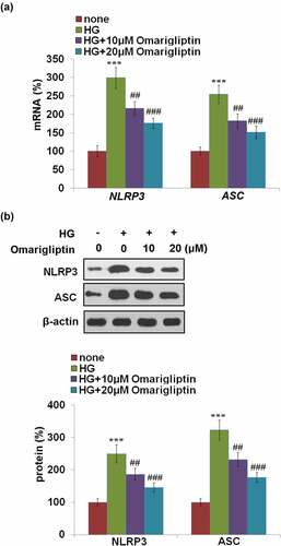 Figure 4. Omarigliptin alleviated high glucose-induced NLRP3 inflammasome activation. (a). NLRP3 and ASC mRNA; (b). NLRP3 and ASC protein (***, P < 0.005 vs. vehicle; ##, ###, P < 0.01, 0.005 vs. HG)