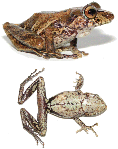 Figura 10. Pristimantis churuwiai sp. nov., en vida. Vista dorsal y ventral del holotipo DHMECN 12242, hembra adulta, LRC: 29.8 mm.