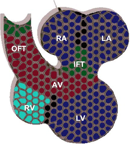 Figure 2. Expression of T-box proteins in the mammalian multi-chambered heart. TBX20 is expressed throughout the heart (gray), whereas TBX5 (blue) is expressed in in both atria (RA and LA) and ventricles (RV and LV) with a gradient pattern in the ventricles from left (highest) to right (lowest). TBX2 and TBX3 (red) are both expressed in the outflow tract (OFT), the atrioventricular (canal), and the inflow tract (IFT). TBX1 is restricted to the upper arterial trunk, whereas TBX18 is expressed in the sinus horns and node (green).