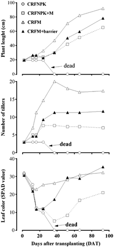 Figure 2  Effect of treatments on plant length, number of tillers and leaf color. CRFNPK, controlled-release fertilizer containing only NPK; CRFNPK + M, controlled-release fertilizer containing NPK and a broadcast application of micronutrients; CRFM, controlled-release fertilizer containing NPK and micronutrients without a barrier between the roots and the fertilizer; CRFM + barrier, controlled-release fertilizer containing NPK and micronutrients with a barrier between the roots and the fertilizer.