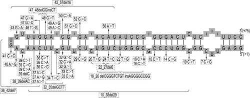 Figure 4. Mutations causing HHCS in the predicted secondary structure of the IRE. The nucleotide deletions are represented by brackets, and the single nucleotide variants are denoted by black arrows. Genetic variants are reported following the traditional nomenclature.