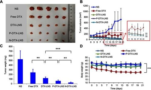 Figure 7 In vivo antitumor efficacy of NS groups, free DTX, DTX-LNS, P-DTX-LNS and N-DTX-LNS on H22 tumor-bearing mice. (A) Photographs of tumors excised from each treatment group on day 21; (B) Variation of tumor volume; (C) Variation of tumor weight; (D) Body weight change of each treatment group. Data were given as mean ± SD (n=5), **p<0.01, ***p<0.001.Abbreviation: NS, normal saline.