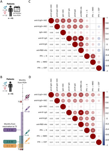 Figure 4. Correlations of all branches of the adaptive immune response after SARS-CoV-2 infection and vaccination. The data from samples with available results (A, B) for all previously analysed parameters were correlated in matrix plots showing the Spearman correlation between all parameters with significance levels: *p < 0.05, **p < 0.01. The size and colour intensity of the circle represent the absolute value of the Spearman rank correlation coefficient noted on the left side. Red represents positive correlations, and blue represents negative correlations. Matrix plots show the correlation of the data for T1 (C) and T2 (D) separately.