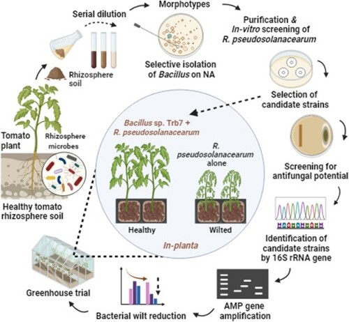 Graphical abstract depicting the isolation and characterisation of Bacillus amyloliquefaciens for the suppression of wilt caused by Ralstonia pseudosolanacearum in tomato. Figures was created and manually edited in Biorender.com.