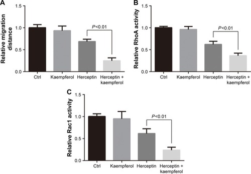 Figure 4 Kaempferol and HER2 inhibitor suppress the migration and Rho activity of SK-BR-3 cells.