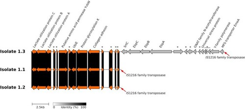Figure 1. Genetic map of the 15,600 bp deletion containing ebpA/B/C, and srtC in patient 1 isolates #1.1 and #1.2. Names and/or locus tags of the predicted proteins are displayed. Asterisks stand for hypothetical proteins.