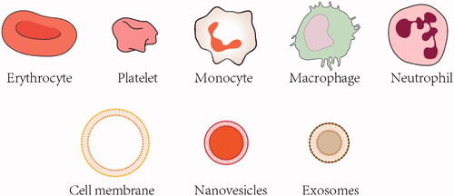 Figure 1. Different types of blood-cell based vehicles for brain drug delivery.