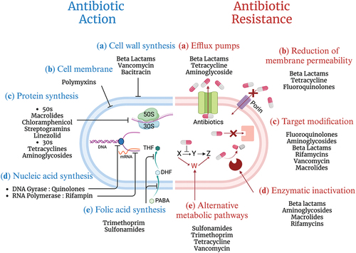 Full article: Machine learning-enabled prediction of antimicrobial ...