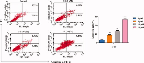 Figure 6. Flow cytometry analysis of 14f-induced apoptosis in HepG2, as assessed using Annexin V-FITC/PI assay. The percent of apoptotic cells is indicated on the right. Values have been represented as mean ± SD (n = 3). **p<0.01; ***p<0.001 versus control group.