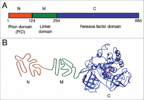 FIGURE 1. Structural and functional organization of the Saccharomyces cerevisiae Sup35 protein. (A) Domain organization of Sup35. Designations N, M and C refer to the Sup35N (N-proximal), Sup35M (middle) and Sup35C (C-proximal) regions, respectively. Numbers correspond to amino acid positions. (B) Hypothetical model of tertiary structure of the non-prion isoform of Sup35. N domain is intrinsically unfolded, structure of M domain is unknown (shown as unfolded), the C domain structure is based on cryo-electron microscopy analysis (EMDB accession ID: 4crn).Citation89