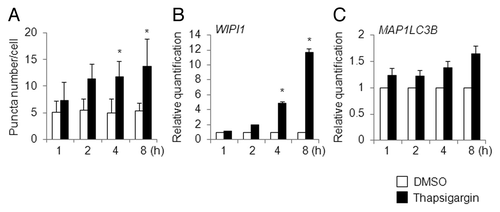 Figure 6. Time-course analysis of puncta formation and WIPI1 and MAP1LC3B gene expression changes in thapsigargin-treated HeLa cells. (A) HeLa/GFP-LC3B cells were treated with DMSO (white bar) or 0.5 µM of thapsigargin (black bar) for the indicated time period (h) and the number of puncta per cell was counted. The bars indicate the mean ± SD of 128, 146, 246, 225, 200, 199, 121, and 126 cells, respectively (bars from left to right). HeLa/GFP-LC3B cells were treated with DMSO (white bar) or 0.5 µM of thapsigargin (black bar) for the indicated time period (h), and quantitative RT-PCR was performed to determine the WIPI1 (B) and MAP1LC3B (C) mRNA levels. The means ± SDs are shown as the relative fold-induction when the values obtained in DMSO-treated cells were set as 1. The GAPDH level was used as an internal standard. *P < 0.05 (5 areas for puncta formation assay and n = 2 for quantitative RT-PCR).