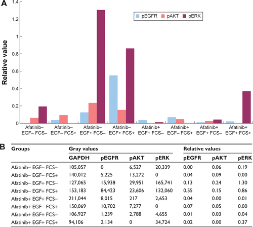 Figure S1 The relative quantity of phosphorylated EGFR, AKT, and ERK in HNE-1 cell line.