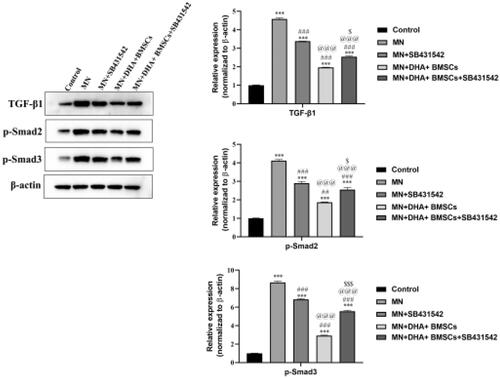 Figure 6. Effects of combination therapy with DHA and BMSCs on the TGF-β1/Smad signaling pathway in mouse podocytes in vitro. Western blotting was applied to detect the protein expression of TGF-β1, p-Smad2 and p-Smad3 in mouse podocytes in vitro. Values are expressed as the mean ± SD, n = 5 per group. ***p < .001 versus control group; ###p < .001 versus MN model group; @@@p < .001 versus MN + SB431542 group; $p < .05 versus MN + DHA + BMSCs group; $$$p < .001 versus MN + DHA + BMSCs group.
