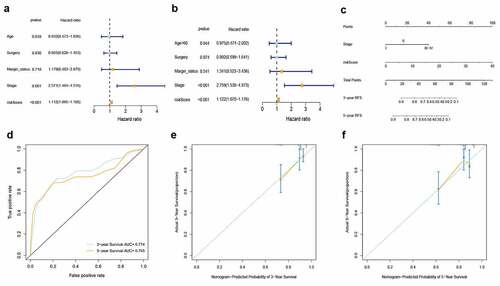 Figure 4. Identification of RFs and development of prognostic nomogram. (a) Univariate Cox regression analysis. (b) Multivariate Cox regression analysis. (c) Prognostic nomogram incorporating RFs for predicting the probability of 3 – and 5-year RFS in BC patients. (d) Time-dependent ROC for 3 – and 5-year RFS predictions of the nomogram. (e, f) Calibration curves for predicting 3 – and 5-year RFS. The nomogram-predicted probability of survival is plotted on the x-axis; actual survival is plotted on the y-axis