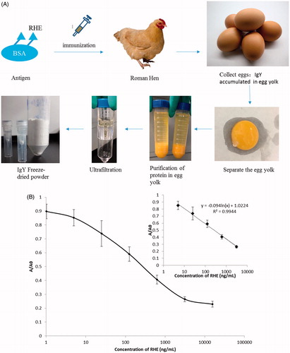 Figure 3. (A) The process of IgY purification from egg yolk. (B) Standard curve of RHE determination using icELISA. The regression equation was y = −0.094ln(x) + 1.0224, with R2 = 0.9944.