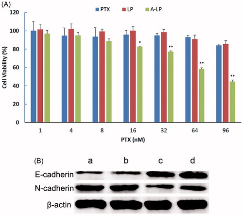Figure 4. (A) Chemosensitivity evaluation of PTX-loaded A-LP in MCF7 PTX-R cells. MCF7 PTX-R cells were treated with free PTX, LP/PTX or A-LP/PTX for 48 h at 37 °C by CCK-8 assay. Each bar represents mean ± SD (n = 3). *p < .05, vs LP/PTX or free PTX; **p < .01, vs LP/PTX or free PTX. (B) A-LP/PTX suppresses the EMT process on MCF7 PTX-R cells. Changes in the protein expressions of the epithelial marker E-cadherin and the mesenchymal marker N-cadherin were analyzed by western blotting. β-actin was used as a loading control. MCF7 PTX-R cells were treated with (a) complete RPMI-1640, (b) LP/PTX, (c) A-LP/PTX, (d) ADH-1 for 24 h.