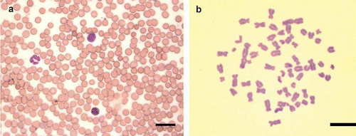 Figure 5. a, Blood smear of Z. pichiy. May–Grünwald–Giemsa staining. Scale bar: 25 µm. b, Mitotic metaphase of C. vellerosus obtained from lymphocyte cultures arrested at 96 h. The blood was obtained using the method described in the present work. Giemsa staining. Scale bar: 10 µm.