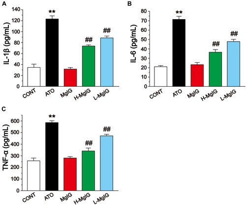 Figure 6 Effects of MgIG on the expressions of IL-1β (A), IL-6 (B) and TNF-α (C). The values were presented as the mean ± SEM. ** P < 0.01 vs CONT; ##P < 0.01 vs the ATO group, n = 10.