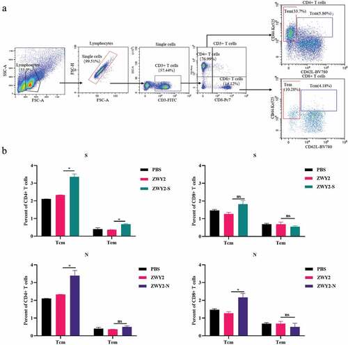 Figure 4. The central memory T subsets were induced by recombinant ZWY2-S and ZWY2-N in mice. (a) Gating strategy for analyzing the percentage of different T cell subsets, including Tcm (Cd44high CD62 L+), Tem (Cd44high CD62 L-) of CD4+ T cells, and CD8+ T cells. (b) Column graphs of the different cell subsets percentage of CD4+ T cells and CD8+ T cells. Two independent experiments for animal immunization were repeated. These data were expressed as the mean ± SEM (*: P < .05; **: P < .01; ***: P < .001).