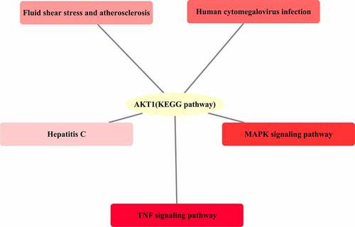 Figure 4. Involvement of the significant KEGG pathways as determined by the core target AKT1. The darkness of the color was inversely proportional to the P value