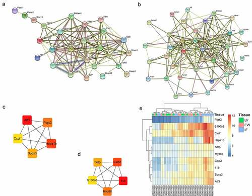 Figure 6. The PPI analysis of key genes. (a). The PPI network of green module; (b). The PPI network of yellow module; (c). Top 5 hub genes in the green module; (d). Top 5 hub genes in the yellow module; (e). The expression of 10 hub genes in GSE4648