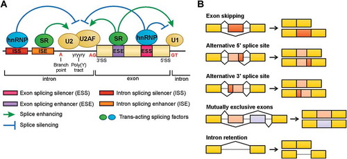 Figure 1. (a) Sequences located at the intron-exon junctions, termed 5ʹ and 3ʹ splice sites, together with branch point positioned near the 3ʹ splice site, are responsible for defining the intron and exon limits. These sequences are recognized by the spliceosome machinery and associated factors. Additional regulation of the site splice choice can be mediated by cis-regulatory sequences, including exonic and intronic splicing silencers (ESSs and ISSs) and enhancers (ESEs and ISEs), and trans-acting factors, such as serine- and arginine-rich (SR) proteins and heterogeneous nuclear ribonucleoprotein (hnRNP). These splicing factors are able to inhibit or promote the recognition of nearby splice sites affecting the activity of the spliceosome components, such as the snRNPs U1 and U2. (b) Representation of the five main alternative splicing events.