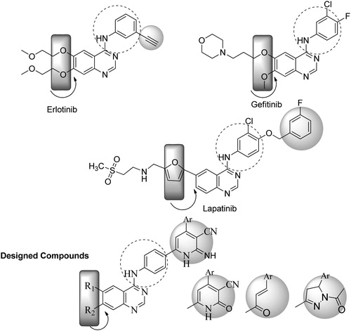 Figure 1. Structural modifications of the lead compounds (Gefitinib, Erlotinib and Lapatinib).