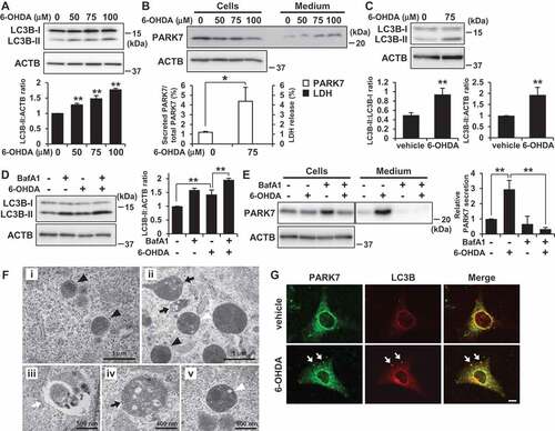 Figure 4. 6-OHDA treatment induced autophagy in SH-SY5Y cells and WT MEF cells. (A) SH-SY5Y cells were treated with 0–100 μM 6-OHDA for 3 h. Whole cell lysates were immunoblotted using antibodies specific for LC3B or ACTB. LC3B and ACTB band intensities were quantified by densitometric scanning and LC3B-II:ACTB ratio is shown. n = 3; mean ± S.D.; **, p < 0.01. (B) WT MEF cells were treated with 0–100 μM 6-OHDA for 3 h and were then cultured in serum-free medium for 2 h. Whole cell lysates and the conditioned medium were immunoblotted using antibodies specific for PARK7 or ACTB. PARK7 band intensities were quantified by densitometric scanning and the percentage of secreted PARK7/total PARK7 is shown. LDH release in the conditioned medium was analyzed by LDH assay. n = 3; mean ± S.D.; *, p < 0.05. (C) WT MEF cells were treated with 75 μM 6-OHDA for 3 h. Whole cell lysates were immunoblotted using antibodies specific for LC3B or ACTB. LC3B band intensities were quantified by densitometric scanning and LC3B-II:LC3B-I or LC3B-II:ACTB ratio is shown. n = 3; **, p < 0.01. (D and E) WT MEF cells were pretreated with 100 nM bafilomycin A1 (BafA1) for 1 h and were then treated with 75 μM 6-OHDA for 3 h (D), followed by culture in serum-free medium for 2 h (E). Whole cell lysates and the conditioned medium were immunoblotted using antibodies specific for LC3, PARK7, or ACTB. PARK7, LC3B and ACTB band intensities were quantified by densitometric scanning. LC3B-II:ACTB ratio (D) and relative secretion level to vehicle-treated cells (E) are shown. n = 3; mean ± S.D.; **, p < 0.01. (F) WT MEF cells were treated with vehicle (i) or 75 μM 6-OHDA (ii-v) for 3 h. Cells were subjected to electron microscopy. Representative images are shown. Black arrowheads indicate lysosome. Black arrows indicate autophagosome/amphisome and lysosome. White arrowhead indicates autolysosome. White arrow indicates phagophore. (G) WT MEF cells grown on coverslips were treated with 75 μM 6-OHDA for 3 h. Cells were processed for immunofluorescence staining with antibody against PARK7 or LC3B. Representative confocal images are shown. White arrows indicate co-localization. Scale bar: 10 μm.