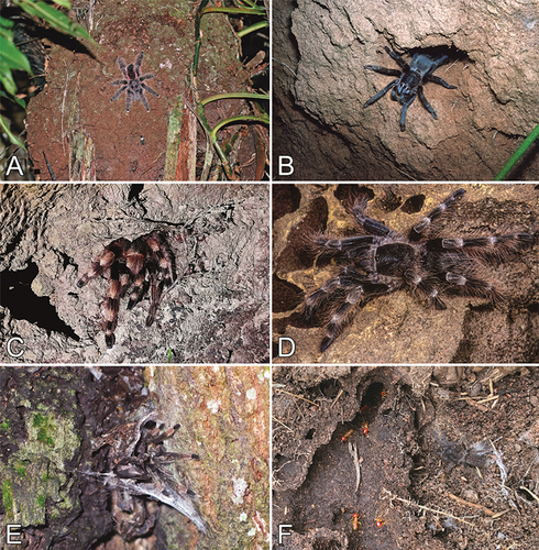 Figure 8. Tarantulas living in termitaria. A. Avicularia juruensis, nr. Iquitos, Loreto, Peru. B. Vitalius dubius, Dona Amélia Farm, Santo Antônio de Possee, São Paulo, Brazil. C. Nhandu coloratovillosus, São Geraldo do Araguaia, Pará, Brazil. D. Nhandu coloratovillosus, Peixe, Tocantins, Brazil. E. Psalmopoeus cambridgei, Tamana Hill, Sangre Grande, Trinidad Island, West Indies. F. Brachionopus sp. with Trinervitermes sp., Ezemvelo Nature Reserve, Tshwane, Gauteng Province, South Africa. Photo credits: Alexey Yakovlev (A), Ivan Sazima (B), Fernando J.M. Rojas-Runjaic (C), Danté Fenolio (D), Sarah Crews (E), and Luke Goddard (F).