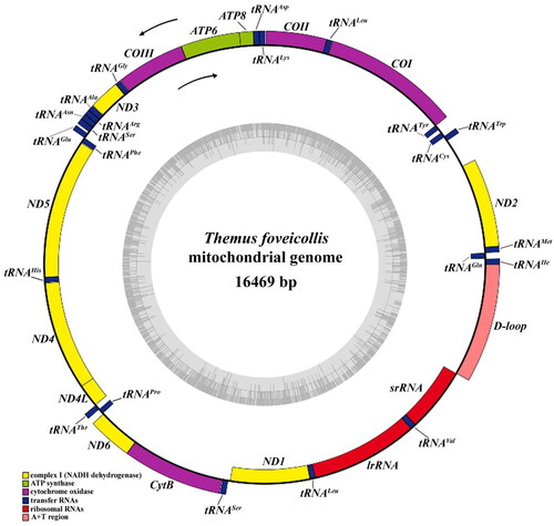 Figure 2. Mitogenome map of Themus foveicollis sequenced in this study. Different colors indicate different types of genes and regions. Genes outside the black circle are located on the J-strand in counterclockwise, and those inside the black circle are located at the N-strand in clockwise.