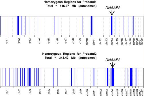 Figure 3 Homozygosity mapping using AutoMap software to detect regions of homozygosity (ROHs) larger than 2 Mb. ROHs are shown in blue for proband 1 and proband 2. The homozygous regions were shown in blue for proband 1 and proband 2 and the regions containing the DNAAF2 gene were marked with arrows.
