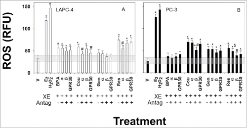 Figure 4. ROS levels after treatment with 10−10M E2, 10−6MH2O2, 10−9MBPA, 10−7M coumestrol, 10−7M genistein, and 10−8M resveratrol, ± ER subtype-selective antagonists. Antagonists (Antag) were 10−7M MMP for ERα; 10−6M PHTPP for ERβ; and 10−6M G15 for GPR30. ROS levels were measured after 15 min of each XE treatment (the optimal response time). *denotes significance from vehicle (V) controls at P < 0.05, while # denotes significance from paired XE treatment values (P < 0.05). ERα inhibition was significantly different vs. resveratrol alone in PC-3 cells ($) at P < 0.09. The shaded horizontal bars represent the response to vehicle (V) ± SEM.