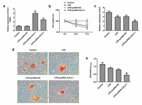 Figure 3. Activity, differentiation and mineralization of PDLSCs are inhibited by CUL3 overexpression. (a) pcDNA 3.1-CUL3-1, pcDNA 3.1-CUL3-2 and empty plasmid were transfected respectively into PDLSCs and the CUL3 overexpression efficiency was detected by qRT-PCR after transfection. ***p < 0.001 vs LPS+pcDNA-NC. (b) Effects of CUL3 overexpression on the activity of PDLSCs treated with 1 μg/mL pg-LPS were detected by CCK-8 assay. (c) Effect of CUL3 overexpression on cell differentiation of PDLSCs treated with 1 μg/mL pg-LPS was detected by ALP. (d) Effect of CUL3 overexpression on cell mineralization of PDLSCs treated with 1 μg/mL pg-LPS was detected by alizarin red staining. Magnification×200. (e) Statistical analysis of D. *p < 0.05, **p < 0.01,***p < 0.001 vs Control; #p < 0.05, ##p < 0.01, ###p < 0.001 vs LPS+pcDNA-NC. CUL3: Cullin3